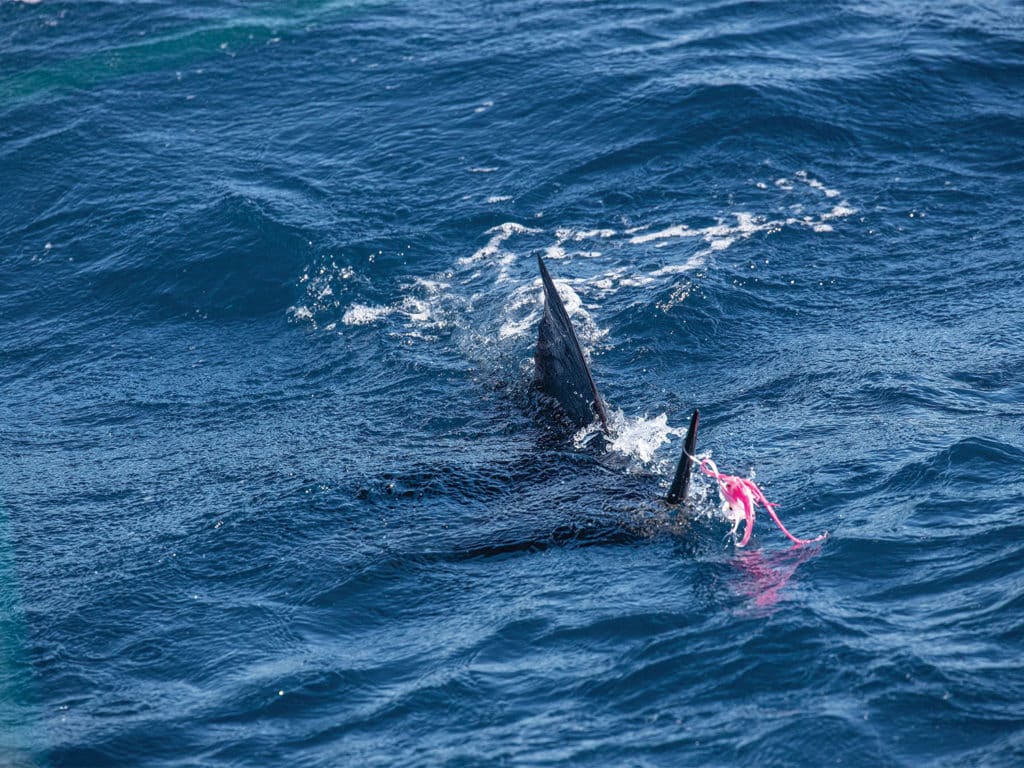 A billfish caught on a leader.