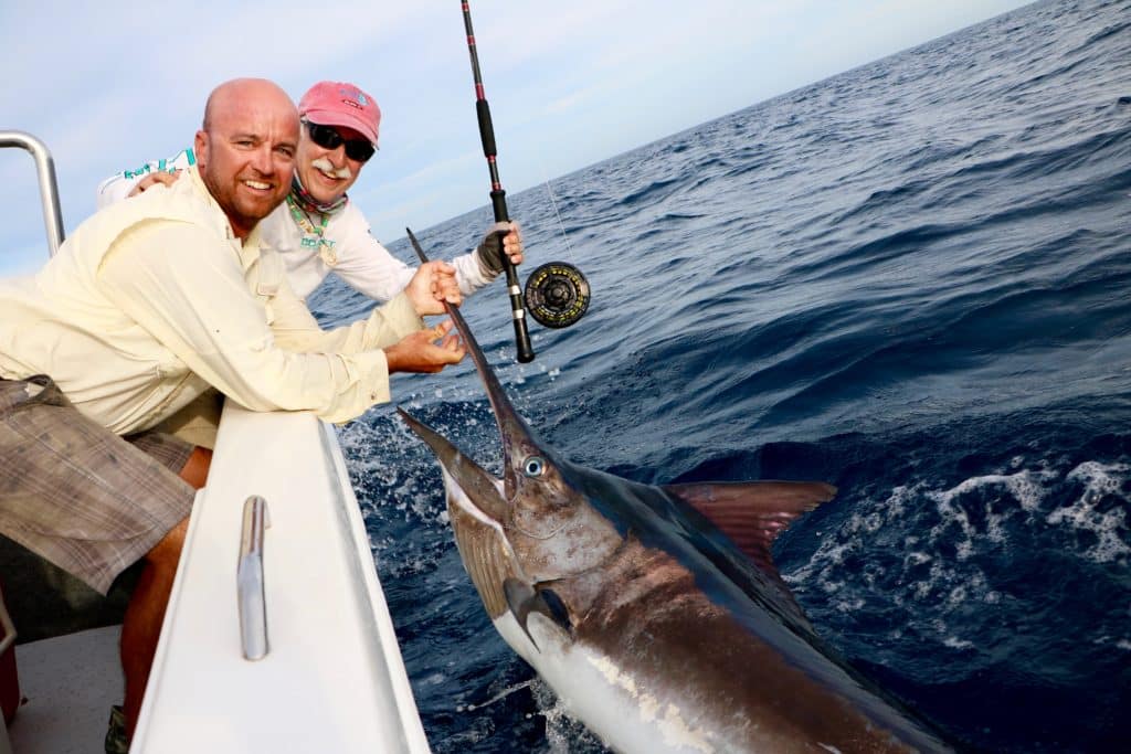 martin arostegui black marlin on fly australia