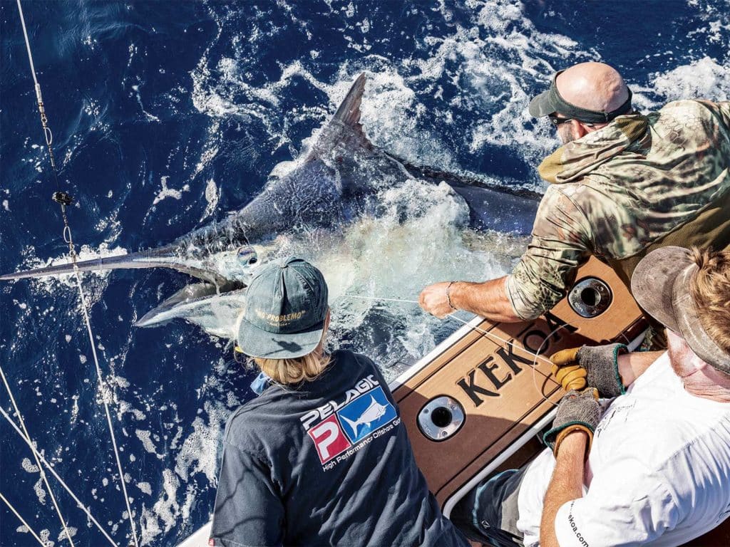 A sport-fishing team on the water with a black marlin.