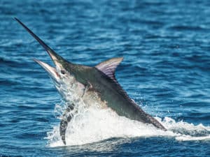 Black Marlin vs Blue Marlin Differences | Marlin