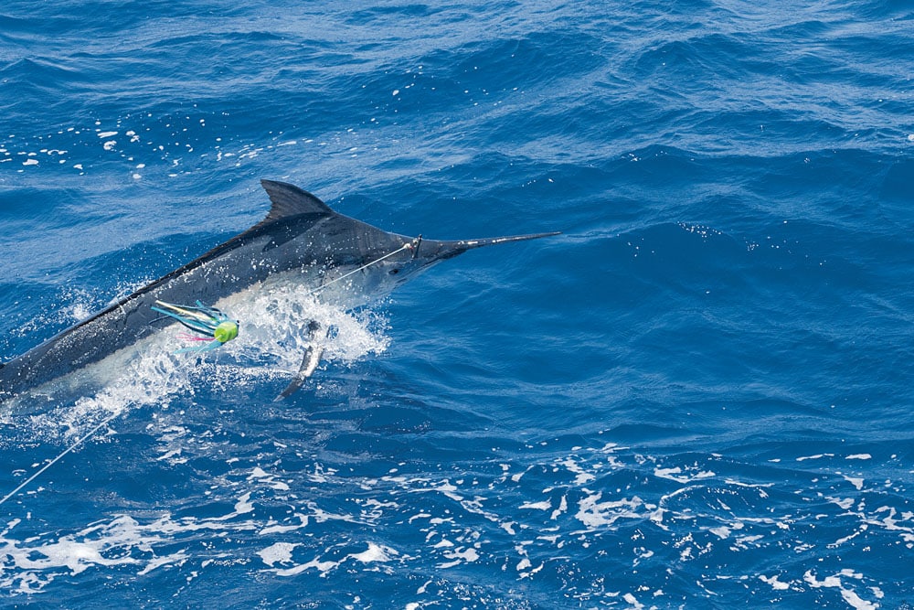 black-marlin-cairns_04.jpg