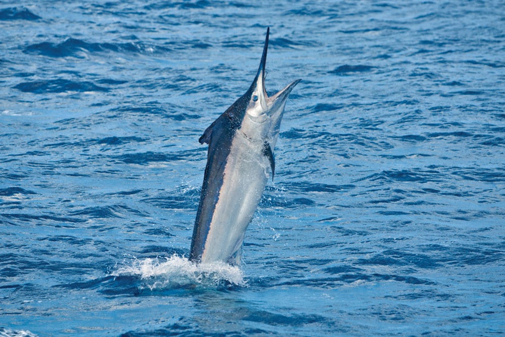 black-marlin-cairns_05.jpg