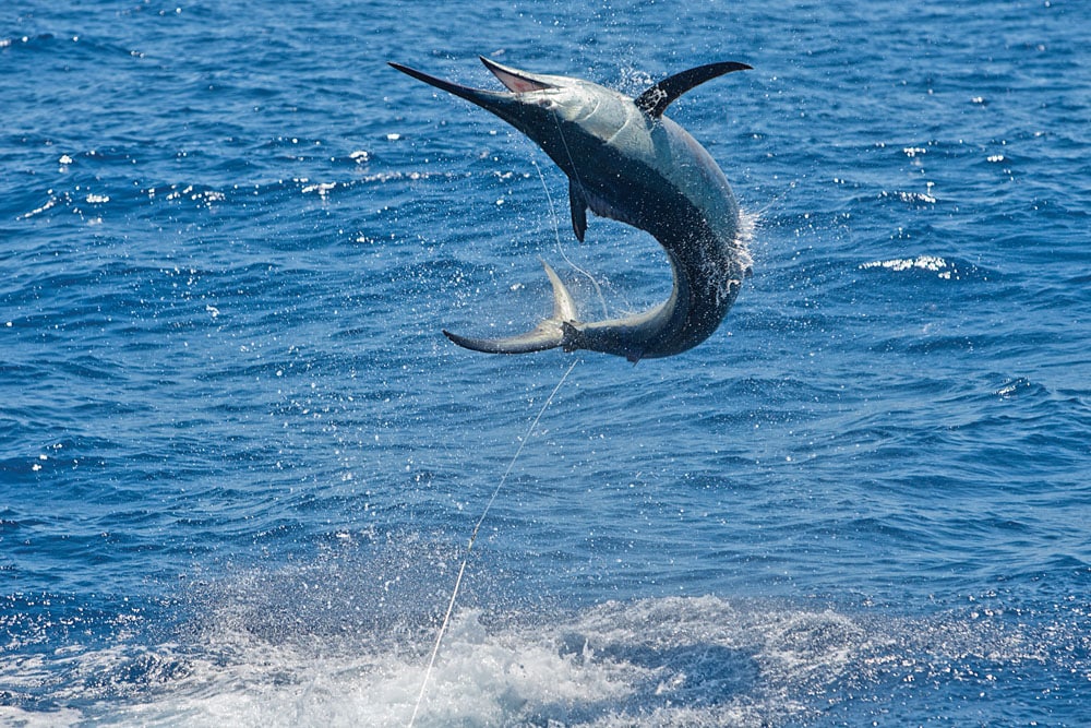 black-marlin-cairns_06.jpg
