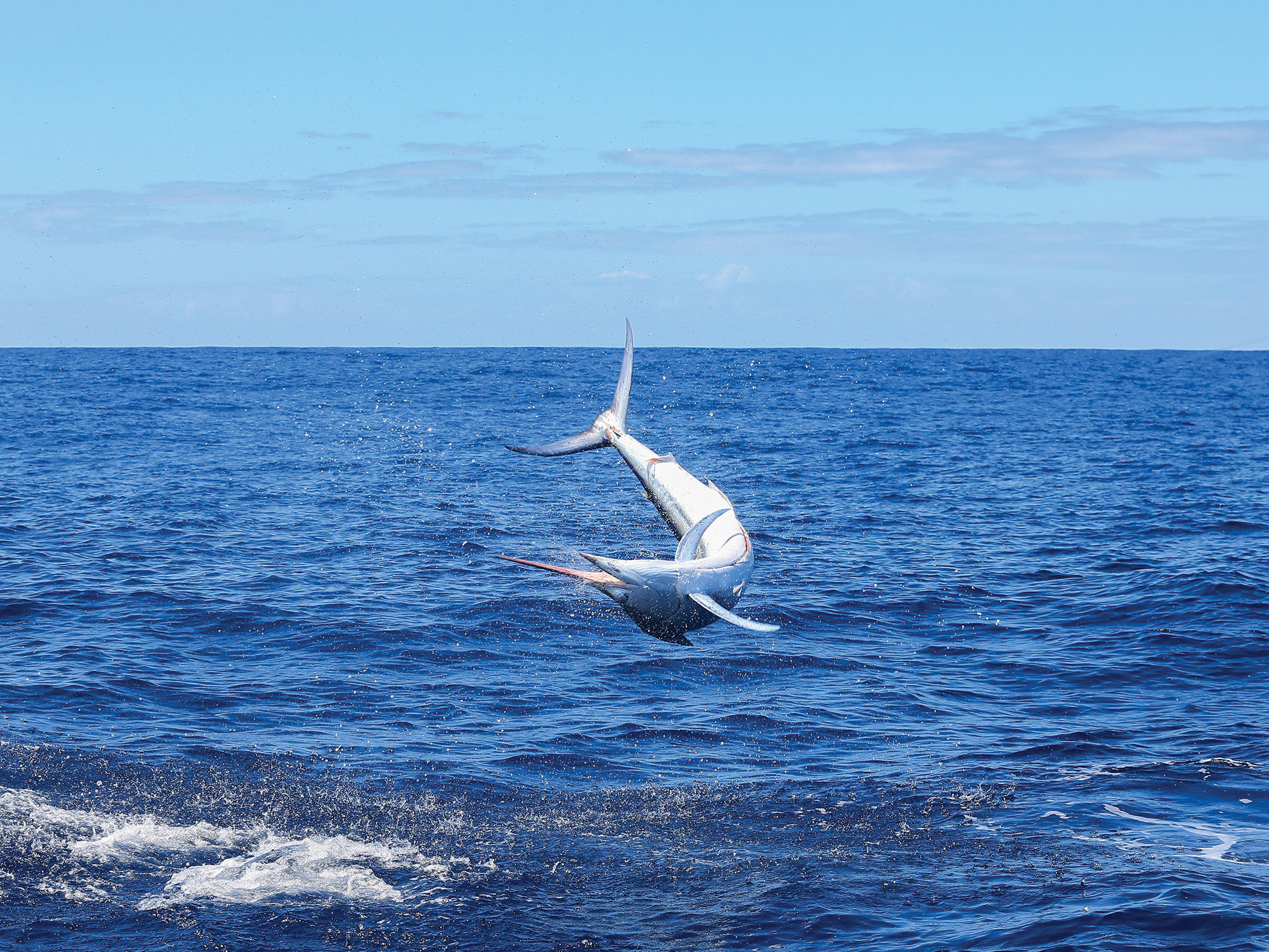 Aussie Fantasy Slam | Marlin