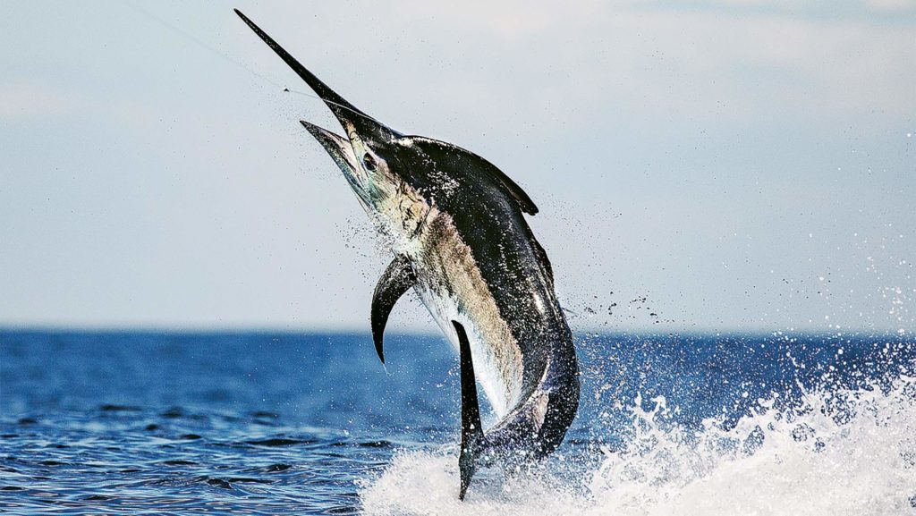 black marlin leaping from water