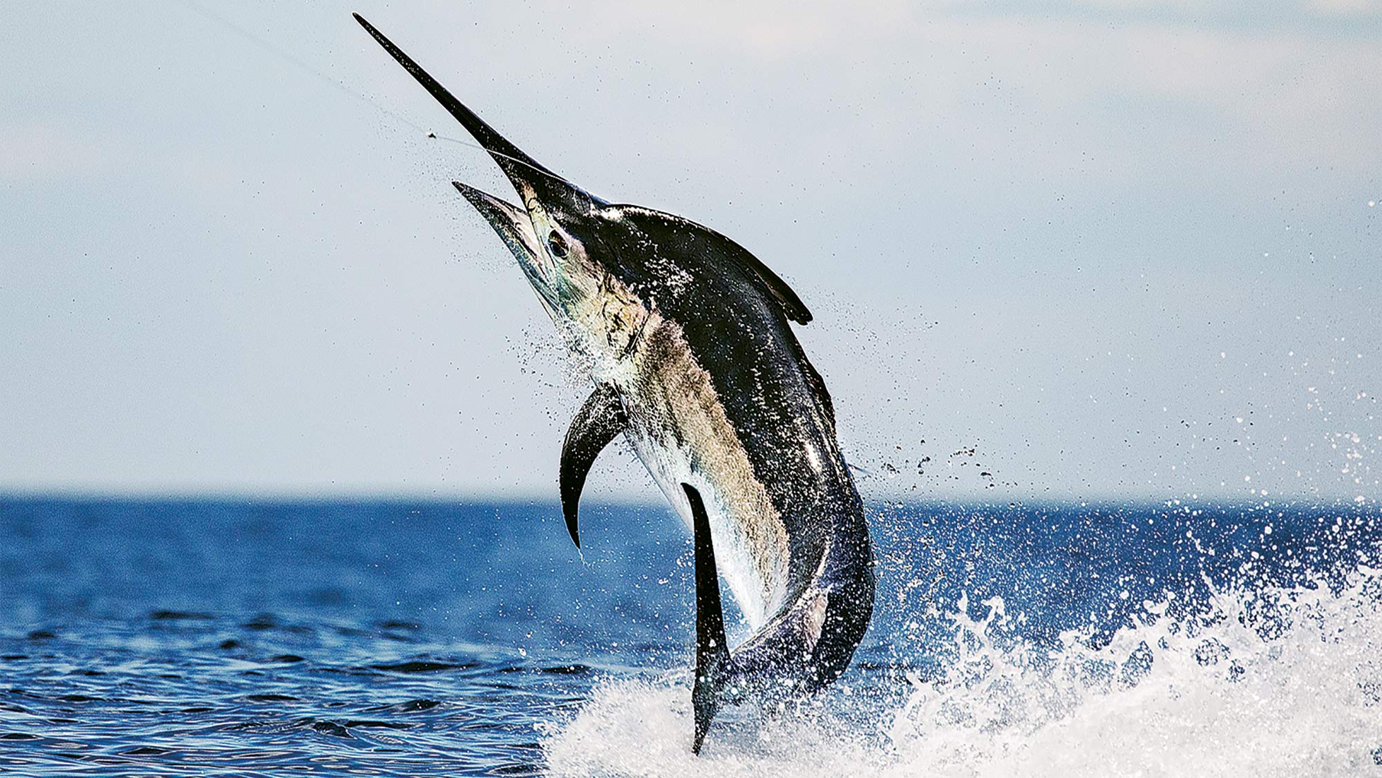 Panama Black Marlin Sport Fishing Action Marlin