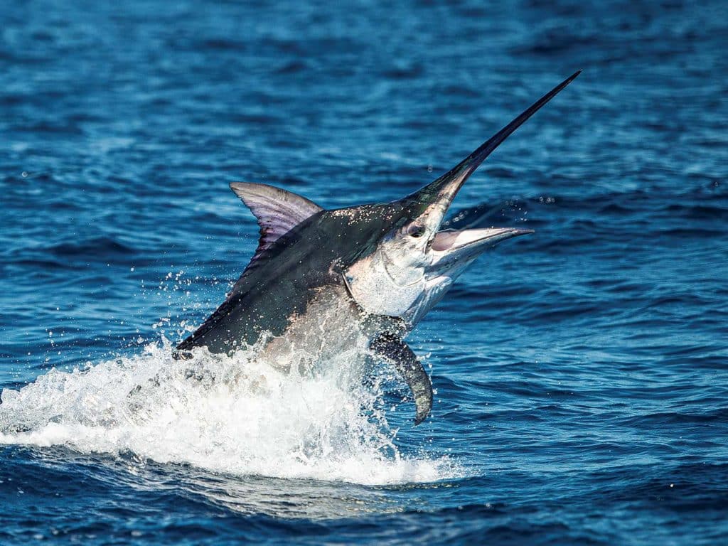 A Cairns black marlin breaking out of the surface of the water.