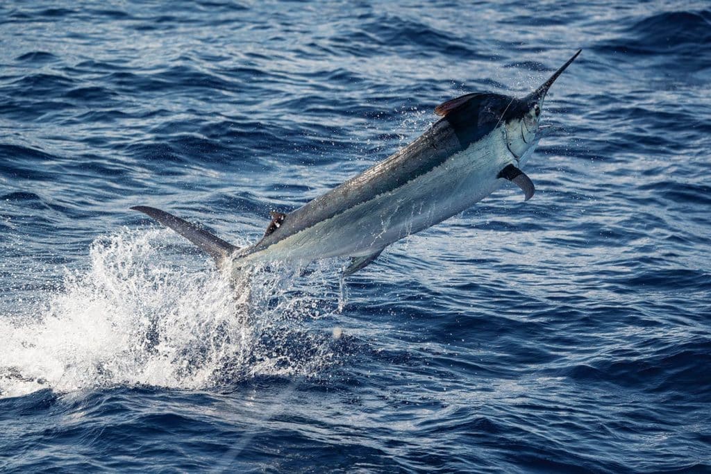 A large black marlin on the leader.