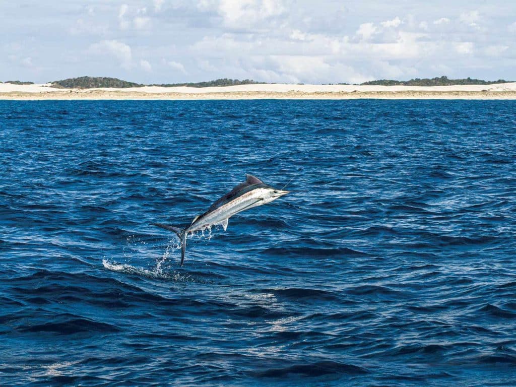 black marlin leaping from the water