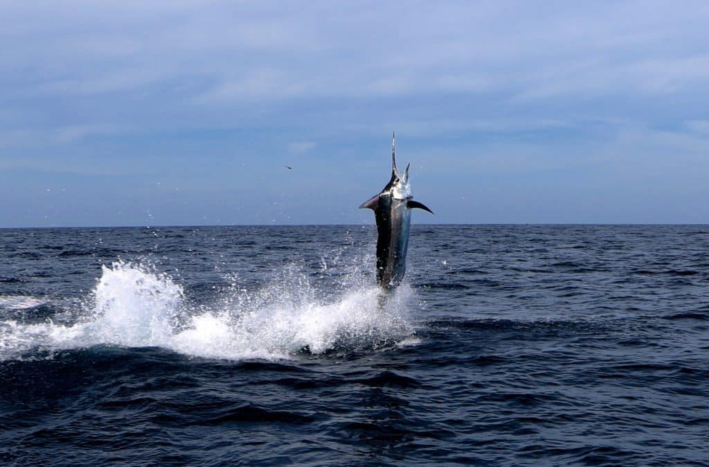 martin arostegui black marlin on fly australia