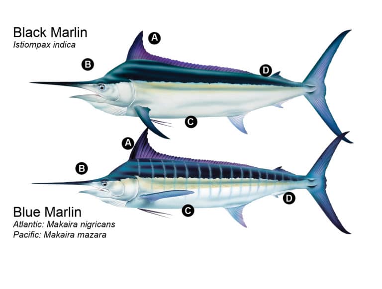 Black Marlin vs Blue Marlin Differences | Marlin
