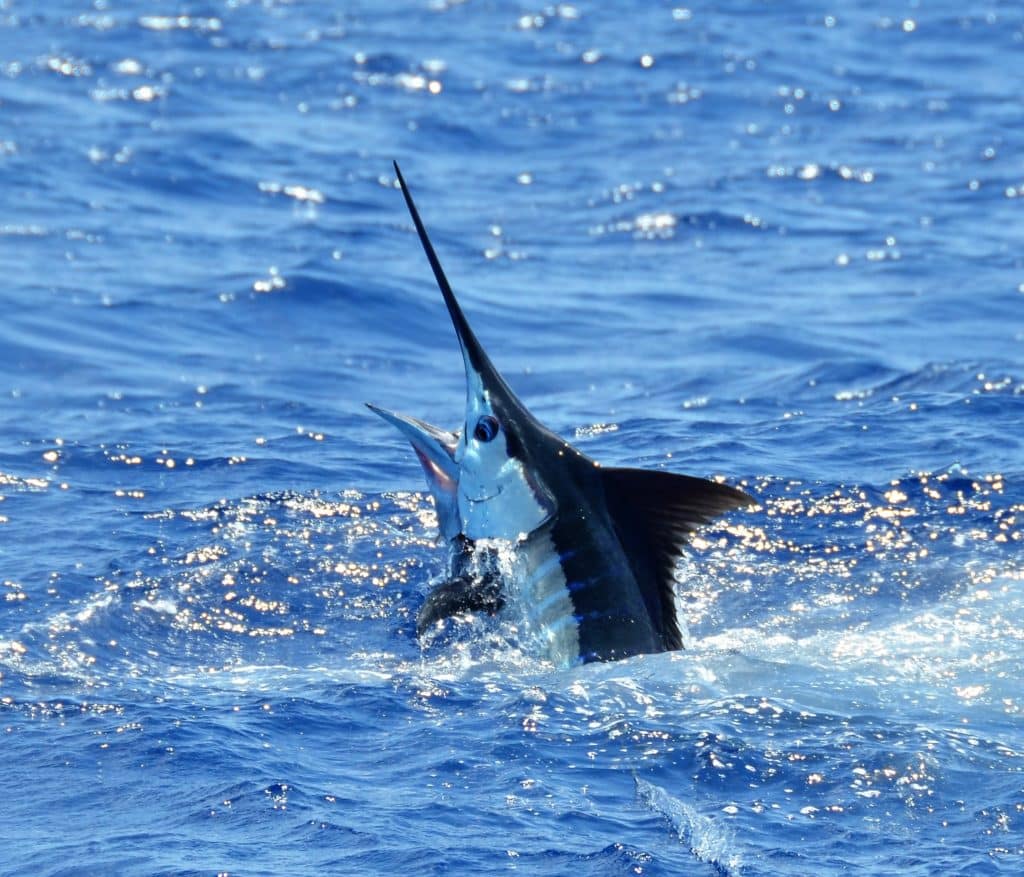 blue marlin jumping
