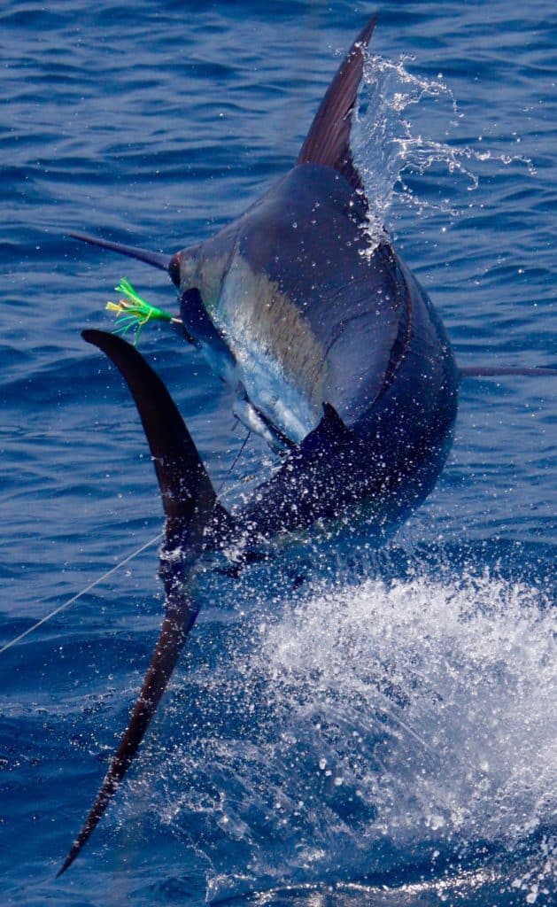 guatemala billfish marlin sailfish