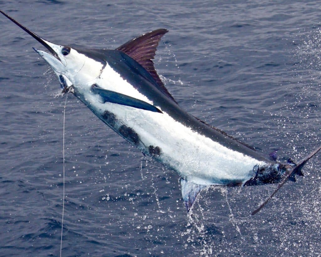 guatemala billfish marlin sailfish