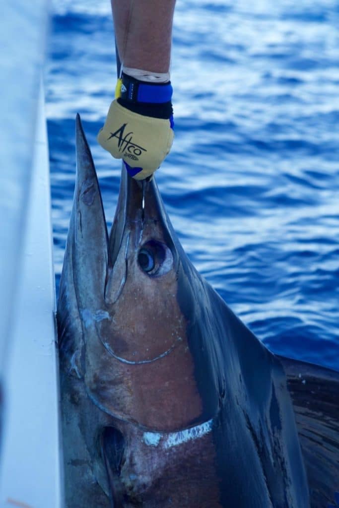 2016 Los Cabos Billfish Tournament blue with glove on bill
