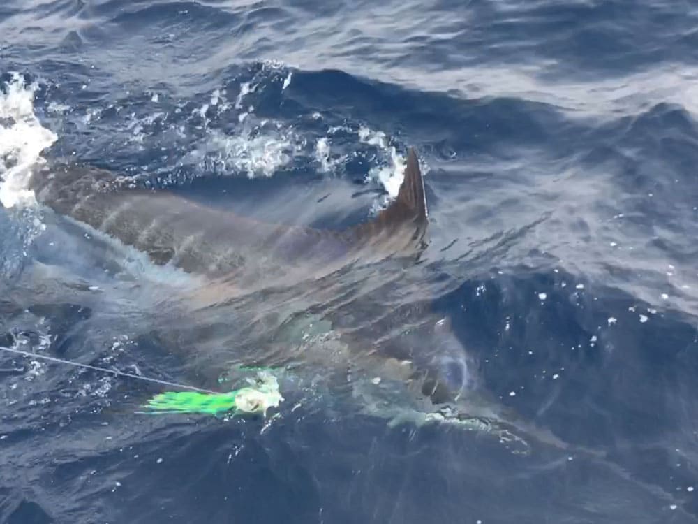 2017 Penn Challenge Cape Verde blue marlin on lure