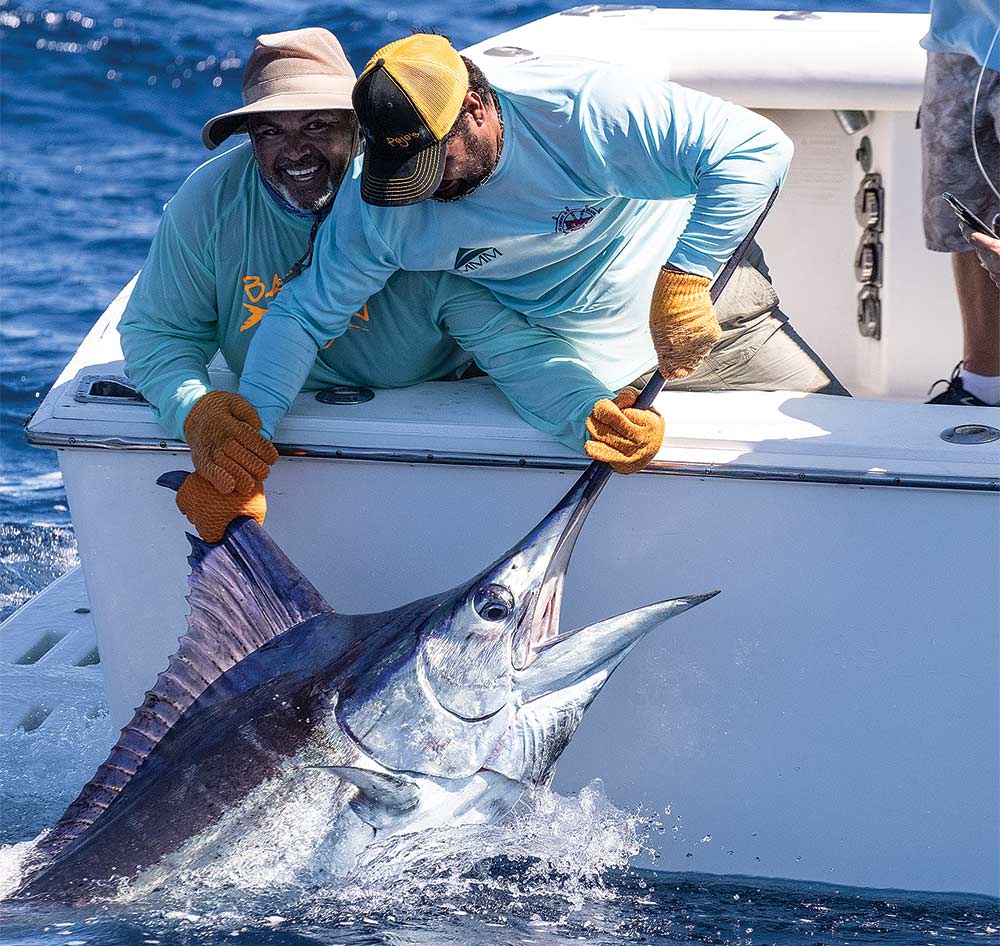 tagging and releasing a blue marlin