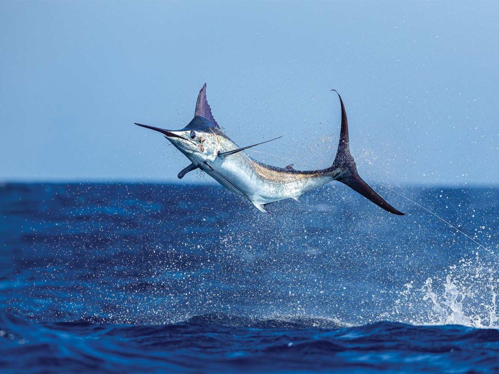 blue marlin leaping from the bermuda ocean