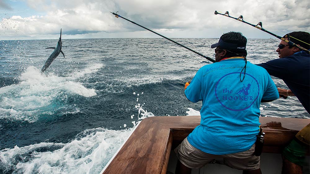 blue marling fishing