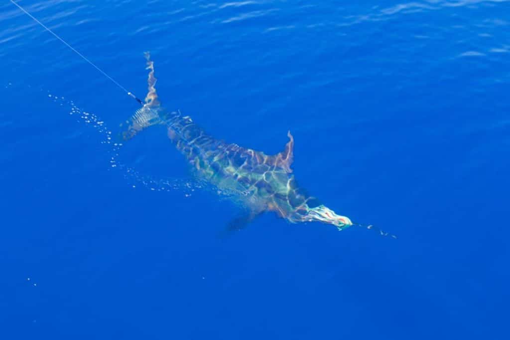 2016 Los Cabos Billfish Tournament blue marlin
