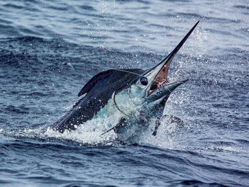 a blue marlin breaking the surface of the ocean