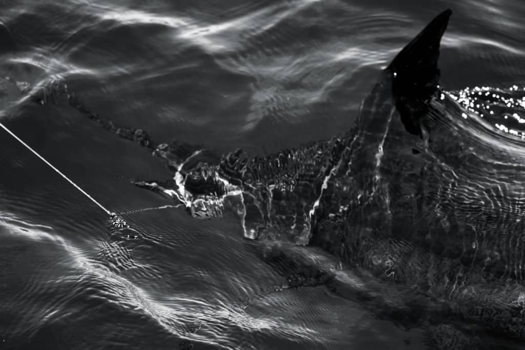 blue marlin costa rica seamounts
