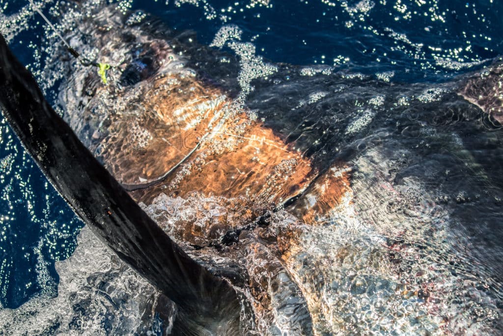 blue marlin in the water