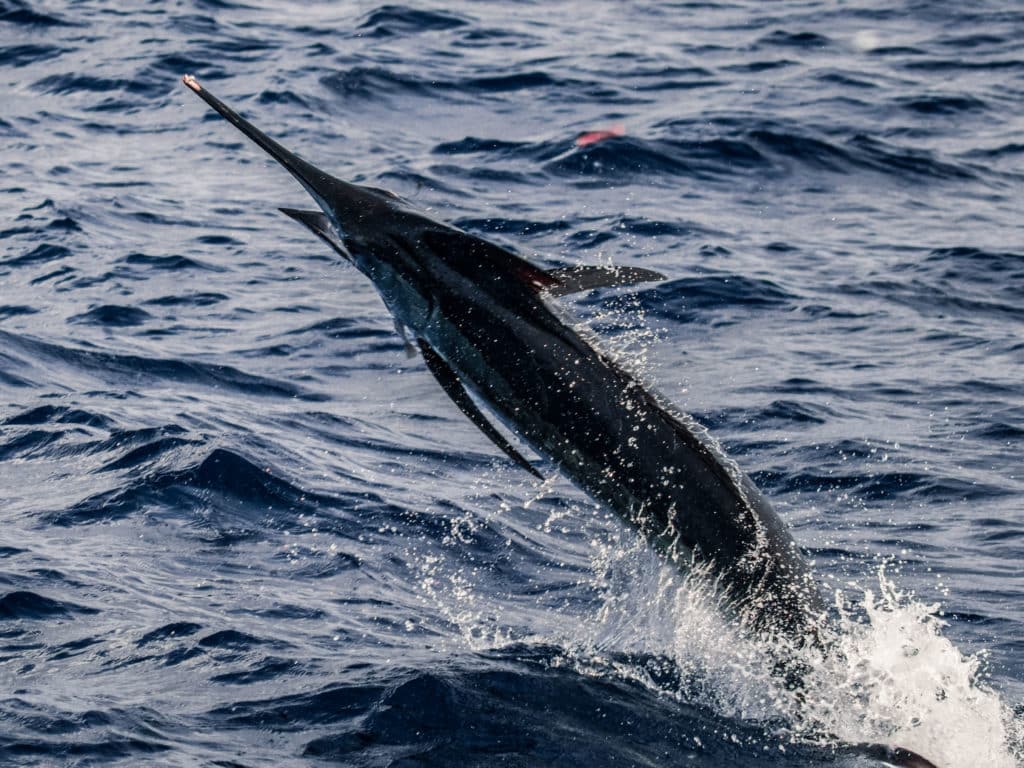 blue marlin jumps out of the water