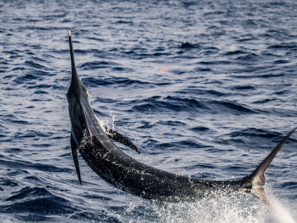 blue marlin costa rica seamounts