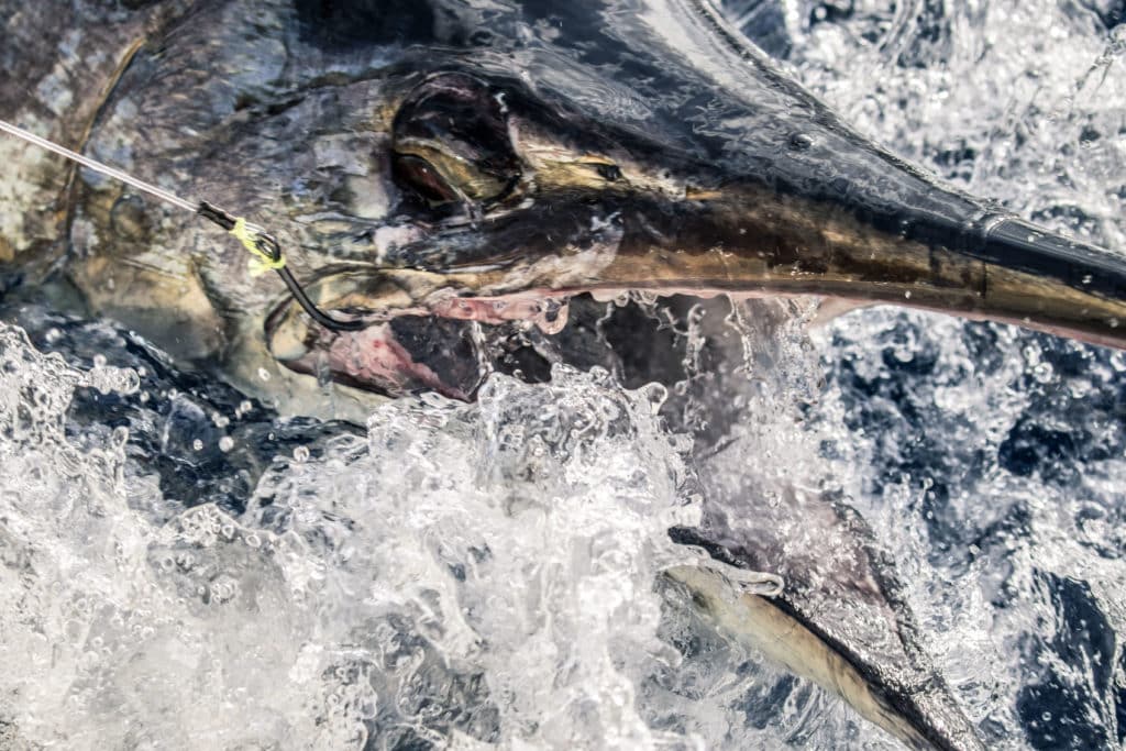 blue marlin costa rica seamounts