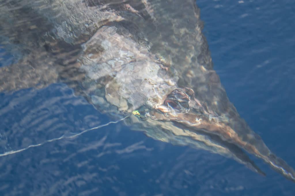 blue marlin costa rica seamounts