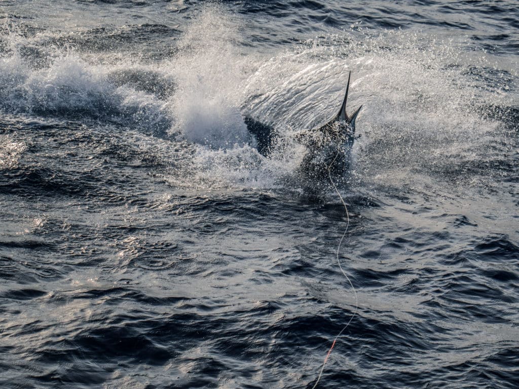 blue marlin costa rica seamounts