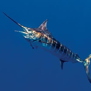 Blue Marlin