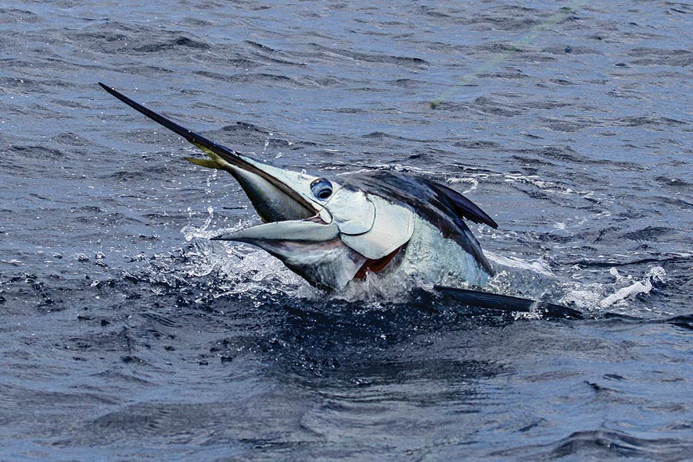 blue marlin
