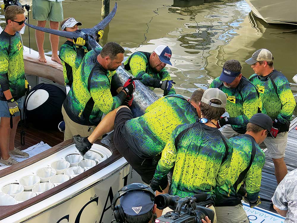 blue marlin being carried off a sport fishing boat