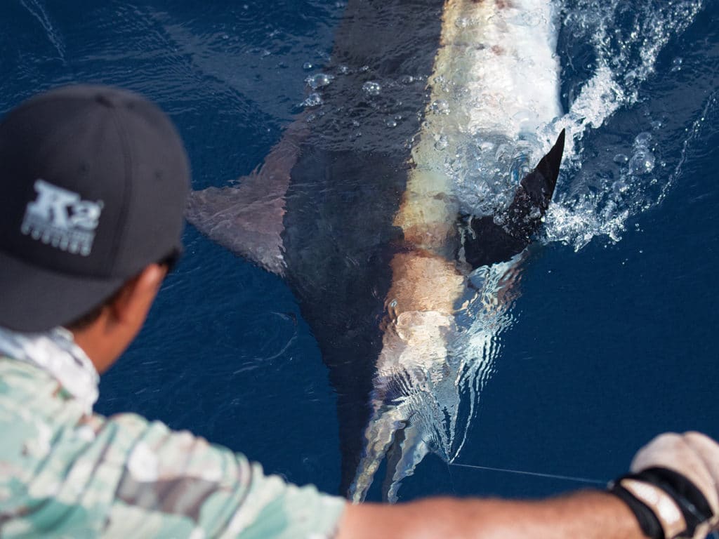 Blue Marlin Release Costa Rica