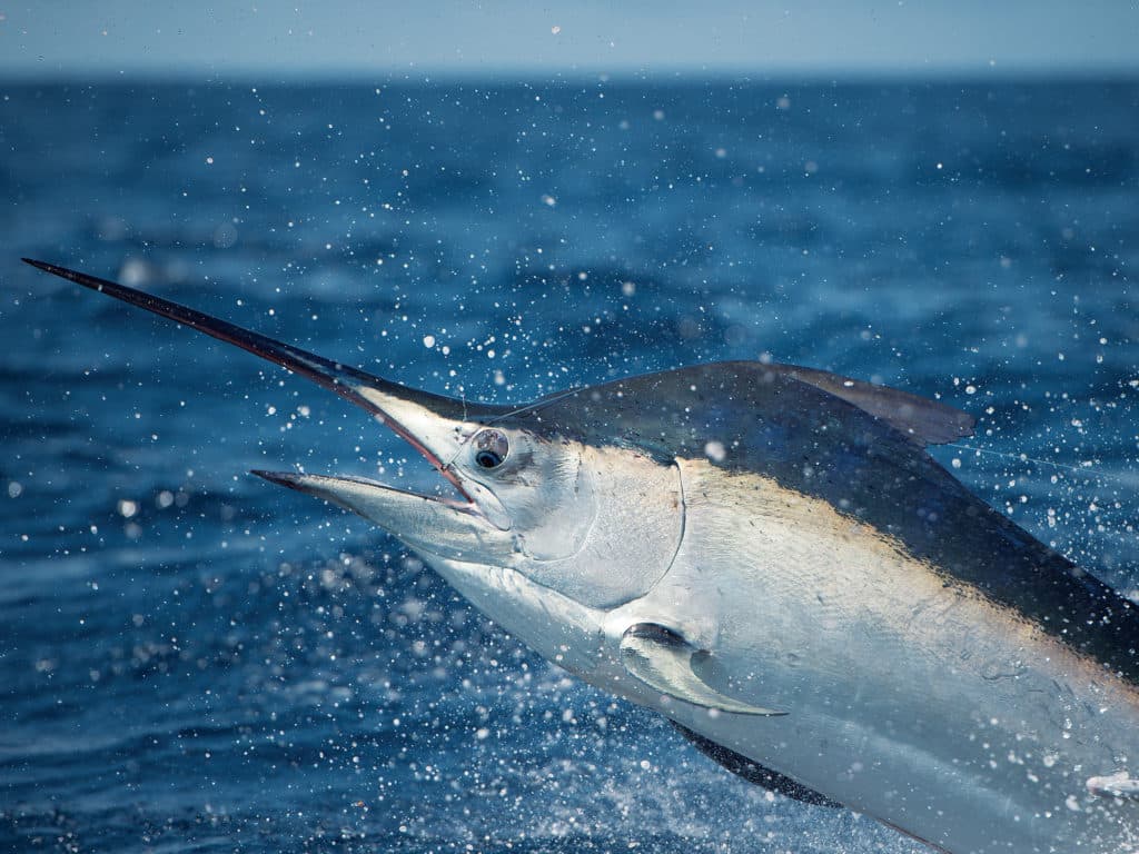 Black Marlin Jumping