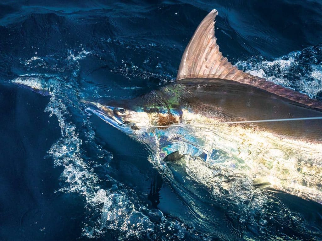 a blue marlin caught on a leader