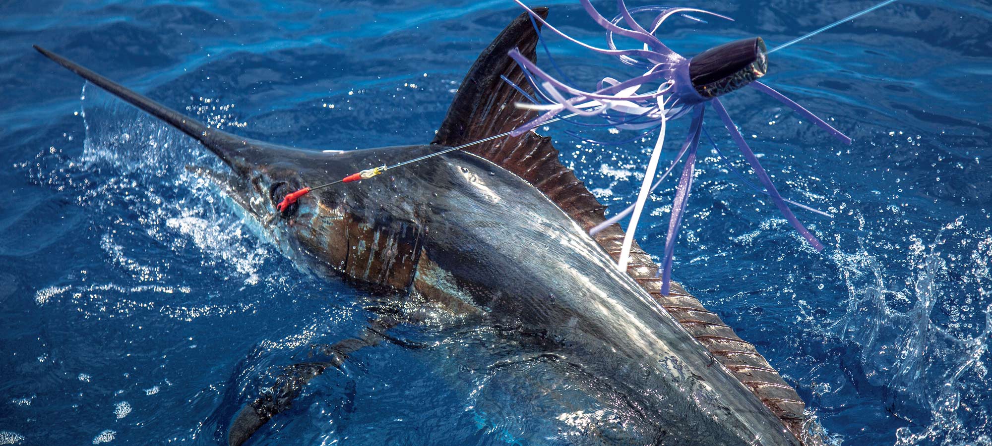 Blue Marlin Fishing Milestone in the South Pacific