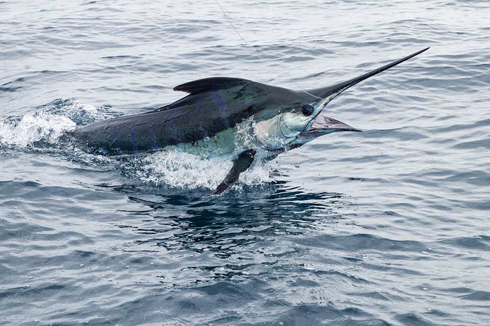 blue marlin jumping out of water