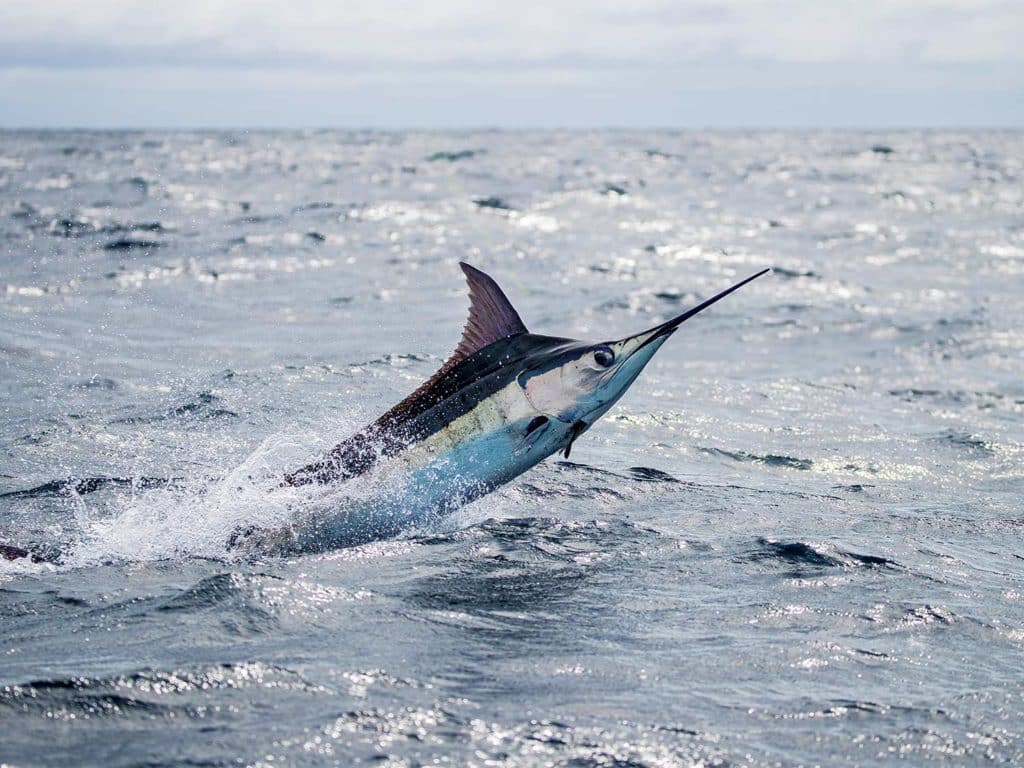 A blue marlin jumps out of the ocean.