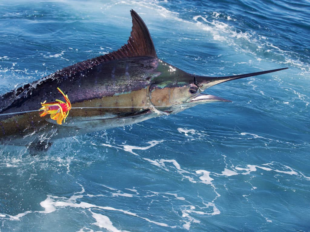 lure-fishing for blue marlin