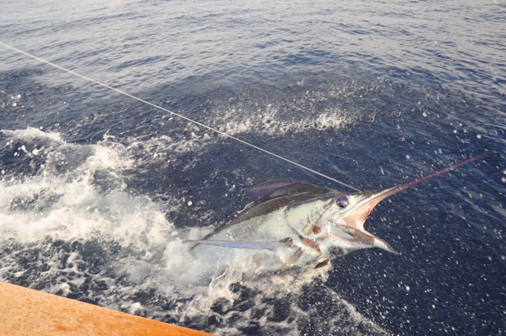 bruce cohen blue marlin release on da bait in dominican republic