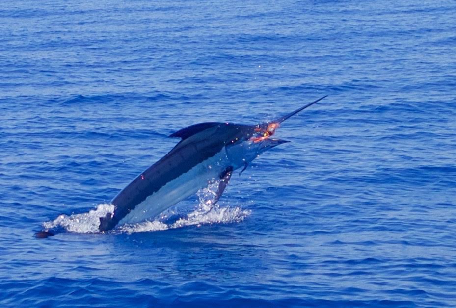 2016 Los Cabos Billfish Tournament marlin on lure