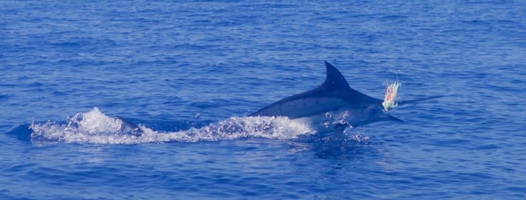 2016 Los Cabos Billfish Tournament blue marlin