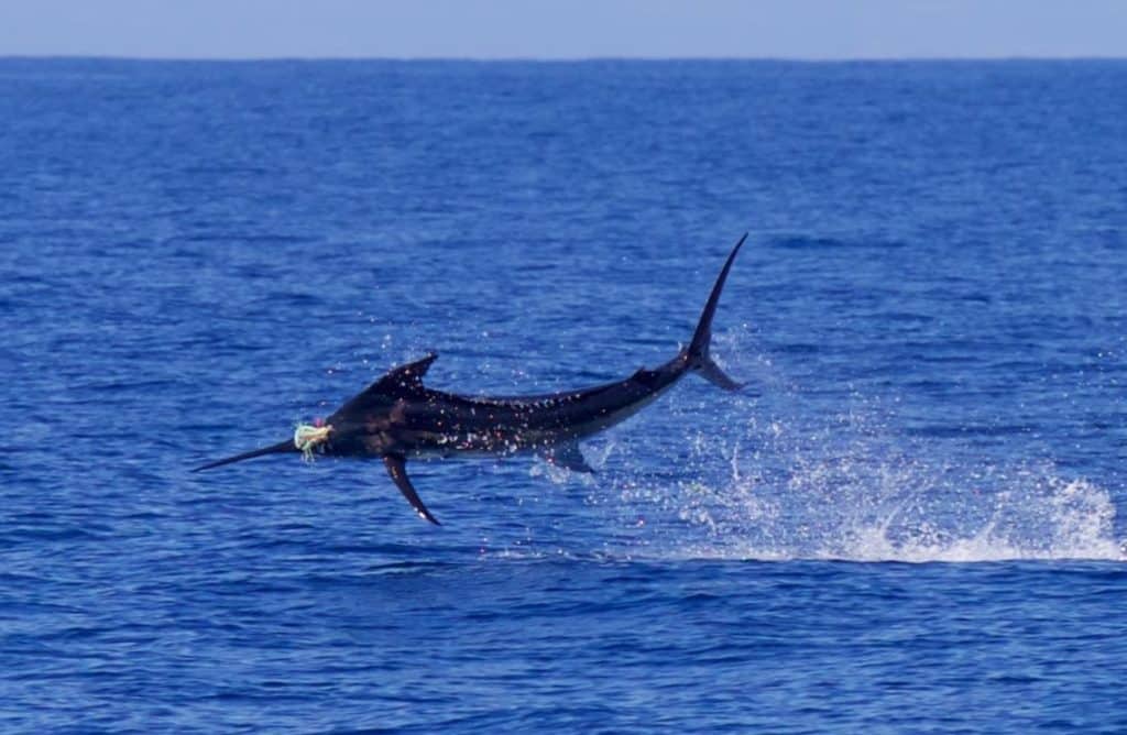 2016 Los Cabos Billfish Tournament blue marlin jump