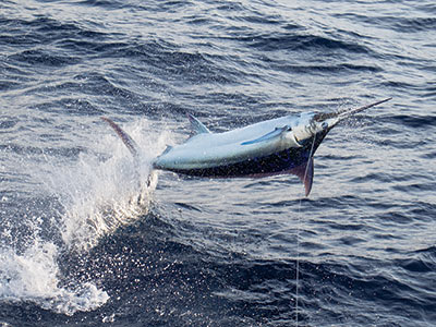 Costa Rica Blue Marlin Fishing | Marlin