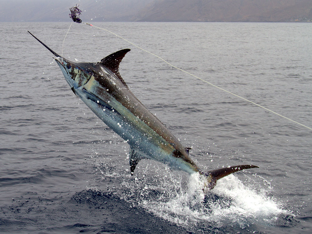 2017 Penn Challenge Cape Verde blue marlin jumping