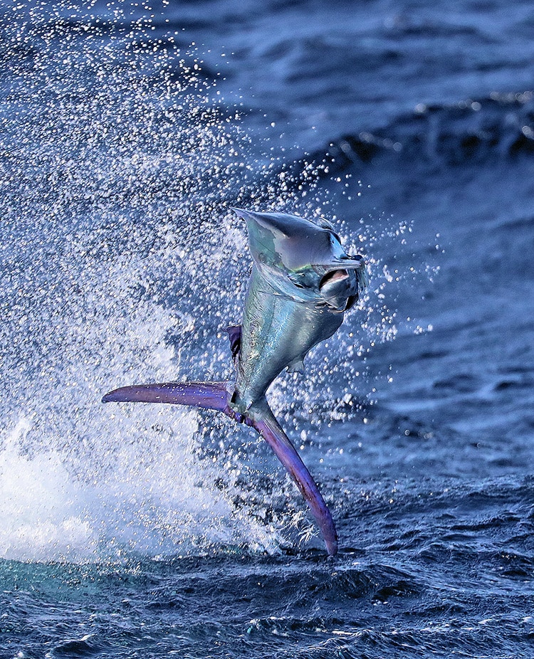 blue marlin beautiful jump