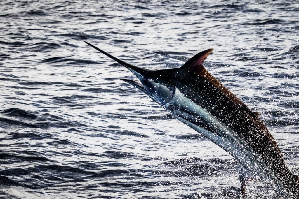 Marlin Fishing in Casa de Campo, Dominican Republic | Marlin